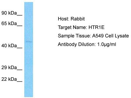 Host: Rabbit; Target Name: HTR1E; Sample Tissue: A549 Whole cell lysates; Antibody Dilution: 3.0ug/ml