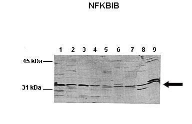 Lanes: ; Lane 1: 100ug mouse liver lysate; Lane 2: 100ug mouse brain lysate; Lane 3: 100ug mouse heart lysate; Lane 4: 100ug mouse kidney lysate; Lane 5: 100ug mouse lung lysate; Lane 6: 100ug mouse thymus lysate; Lane 7: 100ug mouse spleen lysate; Lane 8: 100ug mouse testis lysate; Lane 9: 100ug HeLa cell lysate; Primary Antibody Dilution: ; 1:1000; Secondary Antibody: ; Anti-rabbit-AP; Secondary Antibody Dilution: ; 1:10,000;