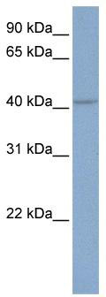 WB Suggested Anti-KCNN4 Antibody Titration: 0.2-1 ug/ml; ELISA Titer: 1:62500; Positive Control: HepG2 cell lysate