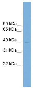 WB Suggested Anti-Rhox8 Antibody Titration: 0.2-1 ug/ml; ELISA Titer: 1:62500; Positive Control: Mouse Heart