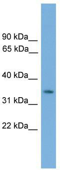 WB Suggested Anti-Nkx3-2 Antibody Titration: 0.2-1 ug/ml; Positive Control: Mouse Liver