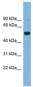 WB Suggested Anti-Irx2 Antibody Titration: 0.2-1 ug/ml; ELISA Titer: 1:12500; Positive Control: Mouse Heart