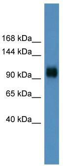 WB Suggested Anti-Ppargc1a Antibody Titration: 0.2-1 ug/ml; ELISA Titer: 1: 312500; Positive Control: Mouse Brain