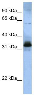 WB Suggested Anti-SFRS2B Antibody Titration: 0.2-1 ug/ml; ELISA Titer: 1: 62500; Positive Control: 721_B cell lysateSRSF8 is strongly supported by BioGPS gene expression data to be expressed in Human 721_B cells