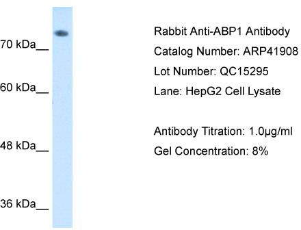 WB Suggested Anti-ABP1 Antibody; Titration: 1 ug/ml; Positive Control: HepG2 cell lysate