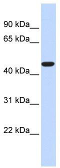 WB Suggested Anti-ACOT2 Antibody Titration: 0.2-1 ug/ml; ELISA Titer: 1: 312500; Positive Control: Human heart