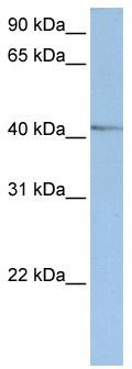 WB Suggested Anti-NR2E1 Antibody Titration: 0.2-1 ug/ml; ELISA Titer: 1: 312500; Positive Control: HepG2 cell lysate
