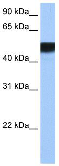 WB Suggested Anti-HNF4G Antibody Titration: 0.2-1 ug/ml; Positive Control: MCF7 cell lysate