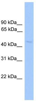 WB Suggested Anti-NR1H2 Antibody Titration: 0.2-1 ug/ml; ELISA Titer: 1: 12500; Positive Control: HepG2 cell lysate