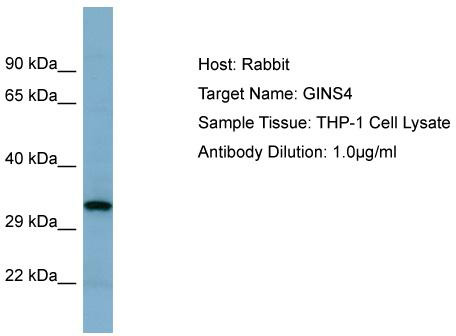 Host: Rabbit; Target Name: GINS4; Sample Tissue: THP-1 Whole Cell lysates; Antibody Dilution: 1.0 ug/ml