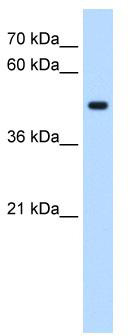 WB Suggested Anti-STYK1 Antibody Titration: 0.2-1 ug/ml; Positive Control: HepG2 cell lysate