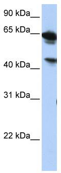 WB Suggested Anti-BAT5 Antibody Titration: 0.2-1 ug/ml; ELISA Titer: 1: 312500; Positive Control: HepG2 cell lysate