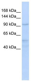 WB Suggested Anti-INTS4 Antibody Titration: 0.2-1 ug/ml; ELISA Titer: 1: 12500; Positive Control: Hela cell lysate