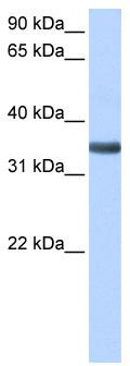 WB Suggested Anti-SPON2 Antibody Titration: 0.2-1 ug/ml; Positive Control: Human Liver
