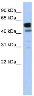 WB Suggested Anti-LDHD Antibody Titration: 0.2-1 ug/ml; ELISA Titer: 1: 1562500; Positive Control: Human heart