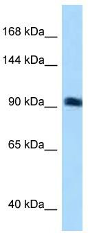 WB Suggested Anti-ARHGEF26 Antibody Titration: 0.2-1 ug/ml; ELISA Titer: 1: 12500; Positive Control: OVCAR-3 cell lysate