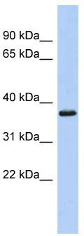 WB Suggested Anti-MBP Antibody Titration: 0.2-1 ug/ml; ELISA Titer: 1:312500; Positive Control: Human brain