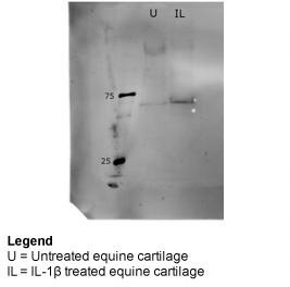 BGN antibody - middle region (ARP56333_P050) validated by WB using Equine Cartilage Explants at 1:1000.