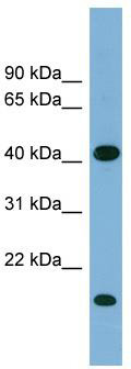 WB Suggested Anti-BXDC2 Antibody Titration: 0.2-1 ug/ml; Positive Control: Human heart