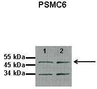 Lanes: 1: 10ug proteasome fraction from C57B1/6J mouse brain, 2: 10ug proteasome fraction from BLAB/C mouse brain; Primary Antibody Dilution: 1:500; Secondary Antibody: Anti-rabbit HRP; Secondary Antibody Dilution: 1:5000; Gene Name: PSMC6; Submitted by:
