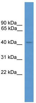 WB Suggested Anti-ARR3 Antibody; Titration: 1.0 ug/ml; Positive Control: Fetal Lung