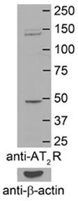AGTR2 antibody validated by WB using Mouse brain membranes at 1:4,000.