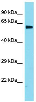 Host: Rabbit; Target Name: Fuca2; Sample Tissue: Mouse Heart lysates; Antibody Dilution: 1.0 ug/ml