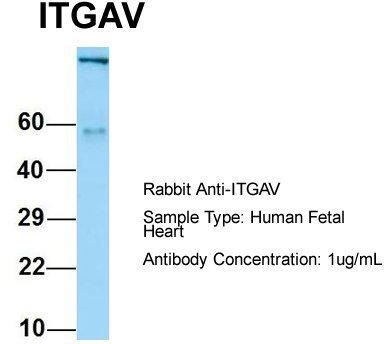 Host: Rabbit; Target Name: ITGAV; Sample Tissue: Human Fetal Heart; Antibody Dilution: 1.0 ug/ml