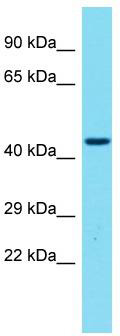 Host: Rabbit; Target Name: GPR173; Sample Tissue: 721_B Whole Cell lysates; Antibody Dilution: 1.0ug/ml. GPR173 is supported by BioGPS gene expression data to be expressed in 721_B