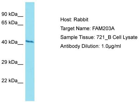 Host: Rabbit; Target Name: FAM203A; Sample Tissue: 721_B Whole Cell lysates; Antibody Dilution: 1.0 ug/ml. FAM203A is strongly supported by BioGPS gene expression data to be expressed in Human 721_B cells
