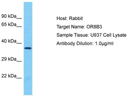 Host: Rabbit; Target Name: OR8B3; Sample Tissue: U937 Whole Cell lysates; Antibody Dilution: 1.0 ug/ml
