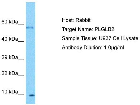 Host: Rabbit; Target Name: PLGLB2; Sample Tissue: U937 Whole Cell lysates; Antibody Dilution: 1.0ug/ml