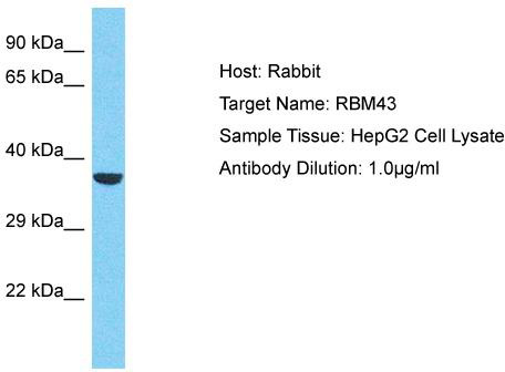 Host: Rabbit; Target Name: RBM43; Sample Tissue: HepG2 Whole Cell lysates; Antibody Dilution: 1.0ug/ml