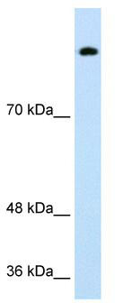 WB Suggested Anti-SREBF1 Antibody Titration: 0.2-1 ug/ml; ELISA Titer: 1:62500; Positive Control: Transfected 293T