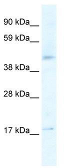 WB Suggested Anti-HTR1F Antibody Titration: 2.5ug/ml; Positive Control: Human Liver
