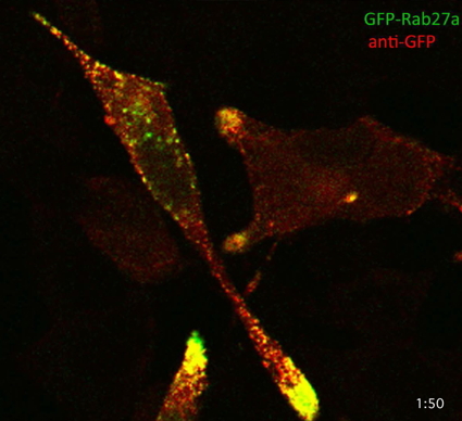 GFP Goat Polyclonal Antibody