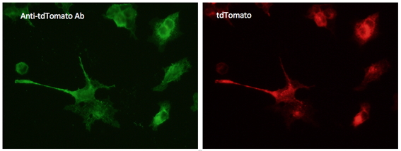 tdTomato Goat Polyclonal Antibody