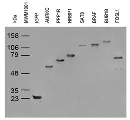 Immunoblot analysis of randomly picked 7 different tGFP tagged over-expression lysates with 2H8 anti-tGFP monoclonal antibody (TA150041) at 1:2000 dilution.