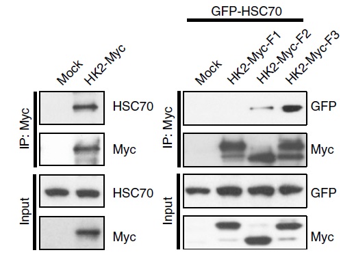 Figure from citation: Western blot analysis of tGFP fused protein level by using anti-tGFP antibody in 293T cells. <a href="http://www.ncbi.nlm.nih.gov/pubmed/25525876" target="_blank">View Citation</a>