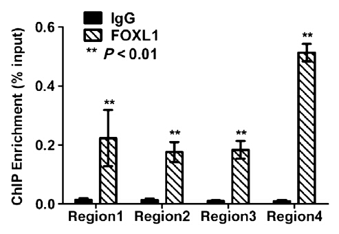 Figure from citation: ChIP of tGFP-fused protein level by using anti-tGFP antibody in human Panc1 cells. <a href="http://www.ncbi.nlm.nih.gov/pubmed/23801748" target="_blank">View Citation</a>