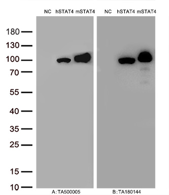 Figure A, Western blot analysis of overexpressed lysates (15ug per lane) from HEK293T cells transfected with empty plasmid (<a href = "https://www.origene.com/catalog/vectors/mammalian-expression-vectors/ps100001-pcmv6-entry-mammalian-expression-vector" title="PS100001" class="">PS100001</a>, NC), human STAT4  plasmid (<a href = "https://www.origene.com/catalog/cdna-clones/expression-plasmids/rc206892-stat4-nm-003151-human-tagged-orf-clone" title="RC206892" class="">RC206892</a>, hSTAT4), mouse STAT4 plasmid (<a href = "https://www.origene.com/catalog/cdna-clones/expression-plasmids/mr227035-stat4-nm-011487-mouse-tagged-orf-clone" title="MR227035" class="">MR227035</a>, mSTAT4) using anti-STAT4 antibody TA500005 (1:10000@1mg/ml). Figure B, Western blot analysis of  the same samples as Figure A with anti-DDK antibody (<a href = "https://www.origene.com/catalog/antibodies/tag-antibodies/ta180144-ddk-flag-mouse-monoclonal-antibody-clone-oti11c3" title="TA180144" class="">TA180144</a>, 1:10000@1mg/ml)