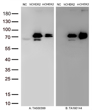 Figure A, Western blot analysis of overexpressed lysates (5ug per lane) from HEK293T cells transfected with empty plasmid (<a href = "https://www.origene.com/catalog/vectors/mammalian-expression-vectors/ps100001-pcmv6-entry-mammalian-expression-vector" title="PS100001" class="">PS100001</a>, NC), human CHEK2  plasmid (<a href = "https://www.origene.com/catalog/cdna-clones/expression-plasmids/rc201278-chk2-chek2-nm-007194-human-tagged-orf-clone" title="RC201278" class="">RC201278</a>, hCHEK2), mouse CHEK2 plasmid (<a href = "https://www.origene.com/catalog/cdna-clones/expression-plasmids/mr208692-chek2-nm-016681-mouse-tagged-orf-clone" title="MR208692" class="">MR208692</a>, mCHEK2) using anti-CHEK2 antibody TA500399 (1:20000@1mg/ml). Figure B, Western blot analysis of  the same samples as figure A with anti-DDK antibody (<a href = "https://www.origene.com/catalog/antibodies/tag-antibodies/ta180144-ddk-flag-mouse-monoclonal-antibody-clone-oti11c3" title="TA180144" class="">TA180144</a>, 1:10000@1mg/ml)