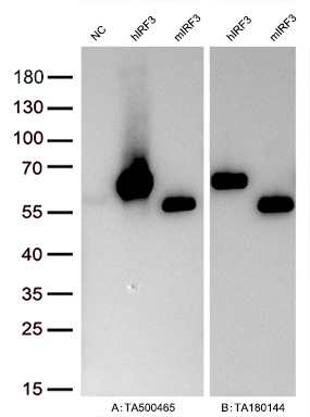 Figure A, Western blot analysis of overexpressed lysates (5ug per lane) from HEK293T cells transfected with empty plasmid (<a href = "https://www.origene.com/catalog/vectors/mammalian-expression-vectors/ps100001-pcmv6-entry-mammalian-expression-vector" title="PS100001" class="">PS100001</a>, NC), human IRF3 plasmid (<a href = "https://www.origene.com/catalog/cdna-clones/expression-plasmids/rc209951-irf3-nm-001571-human-tagged-orf-clone" title="RC209951" class="">RC209951</a>, hIRF3), mouse IRF3 plasmid (<a href = "https://www.origene.com/catalog/cdna-clones/expression-plasmids/mr206641-irf3-nm-016849-mouse-tagged-orf-clone" title="MR206641" class="">MR206641</a>, mIRF3) using anti-IRF3 antibody TA500465 (1:20000@1mg/ml). Figure B, Western blot analysis of the same human IRF3 and mouse IRF3 samples as figure A with anti-DDK antibody (<a href = "https://www.origene.com/catalog/antibodies/tag-antibodies/ta180144-ddk-flag-mouse-monoclonal-antibody-clone-oti11c3" title="TA180144" class="">TA180144</a>, 1:10000@1mg/ml)