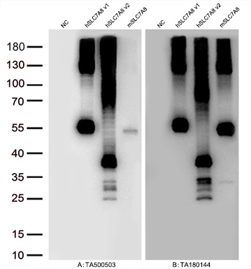 Figure A, Western blot analysis of overexpressed lysates (5ug per lane) from HEK293T cells transfected with empty plasmid (<a href = "https://www.origene.com/catalog/vectors/mammalian-expression-vectors/ps100001-pcmv6-entry-mammalian-expression-vector" title="PS100001" class="">PS100001</a>, NC), human SLC7A8  plasmid (<a href = "https://www.origene.com/catalog/cdna-clones/expression-plasmids/rc208586-lat2-slc7a8-nm-012244-human-tagged-orf-clone" title="RC208586" class="">RC208586</a>, hSLC7A8 v1),  human SLC7A8  plasmid (<a href = "https://www.origene.com/catalog/cdna-clones/expression-plasmids/rc216468-lat2-slc7a8-nm-182728-human-tagged-orf-clone" title="RC216468" class="">RC216468</a>, hSLC7A8 v2), mouse SLC7A8 plasmid (<a href = "https://www.origene.com/catalog/cdna-clones/expression-plasmids/mr208519-slc7a8-nm-016972-mouse-tagged-orf-clone" title="MR208519" class="">MR208519</a>, mSLC7A8) using anti-SLC7A8 antibody TA500503 (1:20000@1mg/ml). Figure B, Western blot analysis of  the same samples as figure A with anti-DDK antibody (<a href = "https://www.origene.com/catalog/antibodies/tag-antibodies/ta180144-ddk-flag-mouse-monoclonal-antibody-clone-oti11c3" title="TA180144" class="">TA180144</a>, 1:20000@1mg/ml)