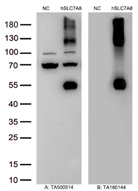 Figure A, Western blot analysis of overexpressed lysates (5ug per lane) from HEK293T cells transfected with empty plasmid (<a href = "https://www.origene.com/catalog/vectors/mammalian-expression-vectors/ps100001-pcmv6-entry-mammalian-expression-vector" title="PS100001" class="">PS100001</a>, NC), human SLC7A8  plasmid (<a href = "https://www.origene.com/catalog/cdna-clones/expression-plasmids/rc208586-lat2-slc7a8-nm-012244-human-tagged-orf-clone" title="RC208586" class="">RC208586</a>, hSLC7A8 ) using anti-SLC7A8 antibody <a href = "https://www.origene.com/catalog/antibodies/primary-antibodies/ta500514-lat2-slc7a8-mouse-monoclonal-antibody-clone-id-oti4a6" title="TA500514" class="">TA500514</a> (1:20000@1mg/ml). Figure B, Western blot analysis of  the same samples as figure A with anti-DDK antibody (<a href = "https://www.origene.com/catalog/antibodies/tag-antibodies/ta180144-ddk-flag-mouse-monoclonal-antibody-clone-oti11c3" title="TA180144" class="">TA180144</a>, 1:20000@1mg/ml)