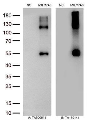 Figure A, Western blot analysis of overexpressed lysates (5ug per lane) from HEK293T cells transfected with empty plasmid (<a href = "https://www.origene.com/catalog/vectors/mammalian-expression-vectors/ps100001-pcmv6-entry-mammalian-expression-vector" title="PS100001" class="">PS100001</a>, NC), human SLC7A8  plasmid (<a href = "https://www.origene.com/catalog/cdna-clones/expression-plasmids/rc208586-lat2-slc7a8-nm-012244-human-tagged-orf-clone" title="RC208586" class="">RC208586</a>, hSLC7A8 ) using anti-SLC7A8 antibody TA500515 (1:2000@1mg/ml). Figure B, Western blot analysis of  the same samples as figure A with anti-DDK antibody (<a href = "https://www.origene.com/catalog/antibodies/tag-antibodies/ta180144-ddk-flag-mouse-monoclonal-antibody-clone-oti11c3" title="TA180144" class="">TA180144</a>, 1:20000@1mg/ml)