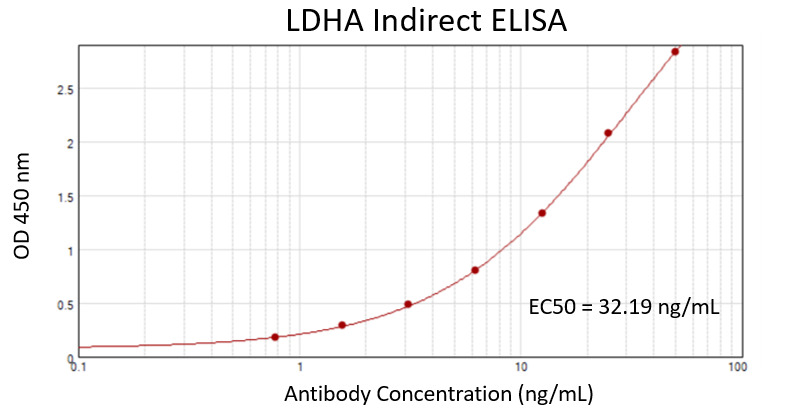 Recombinant Hu LDHA protein (TP309378) 100 ng/mL was coated on plate and incubated at 4°C overnight. After blocking with 1% BSA, primary antibody <a href = "https://www.origene.com/catalog/antibodies/primary-antibodies/ta500558-ldha-mouse-monoclonal-antibody-clone-id-oti5g10" title="TA500558" class="">TA500558</a> was added as a standard curve with a 2x serial dilution from 50 ng/mL, and 10,000x diluted HRP conjugated goat anti-mouse IgG was used as a detection antibody. S/B = 41.45, EC50 = 32.19 ng/mL