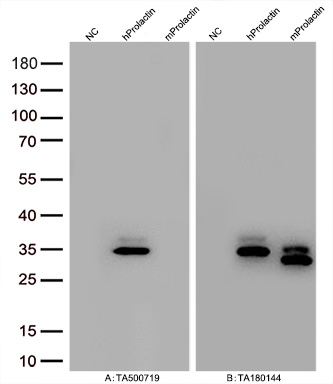 Figure A, Western blot analysis of overexpressed lysates (25ug per lane) from HEK293T cells transfected with empty plasmid (PS100001, NC), human Prolactin  plasmid (RC205627, hProlactin), mouse Prolactin plasmid (MR227036, mProlactin) using anti-Prolactin antibody TA500719 (1:20000@1mg/ml). Figure B, Western blot analysis of  the same samples as figure A with anti-DDK antibody (TA180144, 1:10000@1mg/ml)