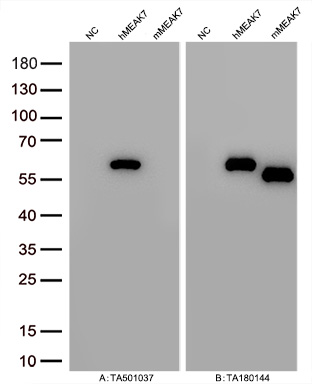 Figure A, Western blot analysis of overexpressed lysates (15ug per lane) from HEK293T cells transfected with empty plasmid (<a href = "https://www.origene.com/catalog/vectors/mammalian-expression-vectors/ps100001-pcmv6-entry-mammalian-expression-vector" title="PS100001" class="">PS100001</a>, NC), human MEAK7  plasmid (<a href = "https://www.origene.com/catalog/cdna-clones/expression-plasmids/rc209287-meak7-tldc1-nm-020947-human-tagged-orf-clone" title="RC209287" class="">RC209287</a>, hMEAK7), mouse MEAK7 plasmid (<a href = "https://www.origene.com/catalog/cdna-clones/expression-plasmids/mr207276-tldc1-nm-028883-mouse-tagged-orf-clone" title="MR207276" class="">MR207276</a>, mMEAK7) using anti-MEAK7 antibody TA501037 (1:10000@1mg/ml). Figure B, Western blot analysis of  the same samples as figure A with anti-DDK antibody (<a href = "https://www.origene.com/catalog/antibodies/tag-antibodies/ta180144-ddk-flag-mouse-monoclonal-antibody-clone-oti11c3" title="TA180144" class="">TA180144</a>, 1:10000@1mg/ml)