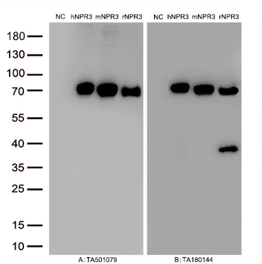 Figure A, Western blot analysis of overexpressed lysates (15ug per lane) from HEK293T cells transfected with empty plasmid (<a href = "https://www.origene.com/catalog/vectors/mammalian-expression-vectors/ps100001-pcmv6-entry-mammalian-expression-vector" title="PS100001" class="">PS100001</a>, NC), human NPR3  plasmid (<a href = "https://www.origene.com/catalog/cdna-clones/expression-plasmids/rc219453-natriuretic-peptide-receptor-c-npr3-nm-000908-human-tagged-orf-clone" title="RC219453" class="">RC219453</a>, hNPR3), mouse NPR3 plasmid (<a href = "https://www.origene.com/catalog/cdna-clones/expression-plasmids/mr208587-npr3-nm-001039181-mouse-tagged-orf-clone" title="MR208587" class="">MR208587</a>, mNPR3), rat NPR3 plasmid (<a href = "https://www.origene.com/catalog/cdna-clones/expression-plasmids/rr203170-npr3-nm-012868-rat-tagged-orf-clone" title="RR203170" class="">RR203170</a>, rNPR3) using anti-NPR3 antibody TA501079 (1:10000@1mg/ml). Figure B, Western blot analysis of  the same samples as figure A with anti-DDK antibody (<a href = "https://www.origene.com/catalog/antibodies/tag-antibodies/ta180144-ddk-flag-mouse-monoclonal-antibody-clone-oti11c3" title="TA180144" class="">TA180144</a>, 1:10000@1mg/ml).